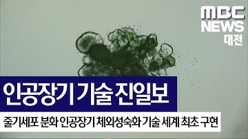 [대전MBC뉴스]성인 수준 기능 인공장기 개발