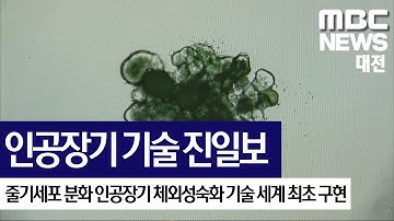 [대전MBC뉴스]성인 수준 기능 인공장기 개발