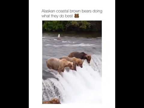 Numerous Alaskan Brown