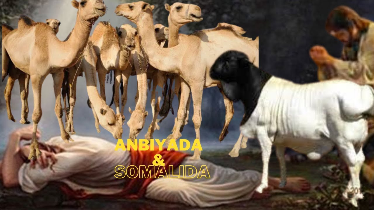 Asalka Soomaalida & Taariikhda Nabiyada Adam & Nabi Idiris Q-4aad Wareysi Prof Qasim