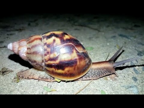 Land snail moving || land snail food || শামুক