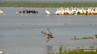 Mississippi River Flyway Cam. Cranes, Pelicans, Gulls, Cormorants - explore.org 07-31-2021