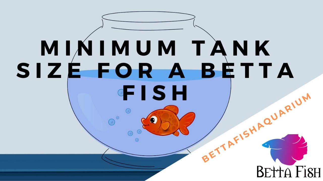 Minimum Tank Size for a Betta Fish - White Veiltail Betta Fish 