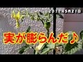 ミニトマト 花 おしべ めしべ 303973-ミニトマト 花 おしべ めしべ