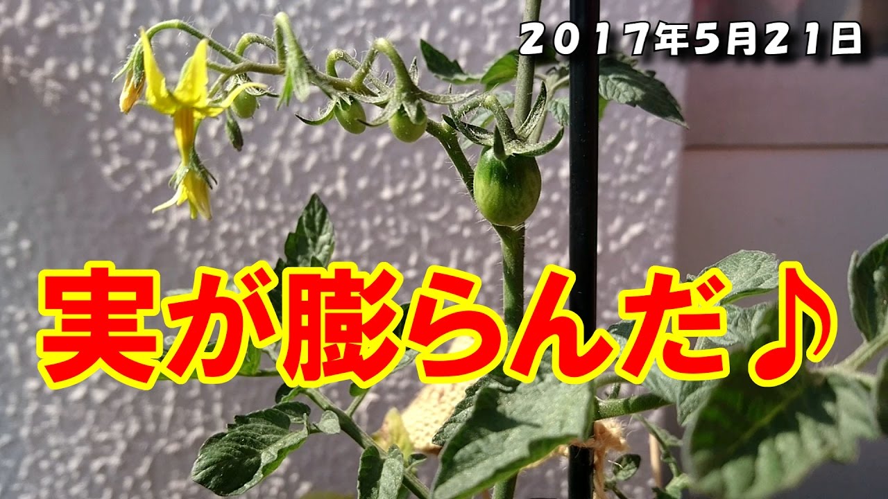 家庭菜園 園芸 2 ガーデニング初心者のミニトマト栽培 受粉のやり方編 Gardening Beginner Cultivates Mini Tomatoes Youtube