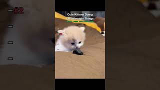 Cute Kittens Doing Unbelievable Things #cat #cats #funny