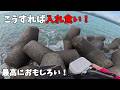 やっぱりこの釣り面白すぎる!
