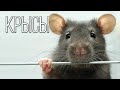 Крысы: Самые живучие спутники человека | Интересные факты про крыс