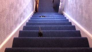 Pet Rats | Stair Climbing