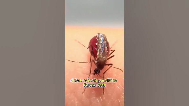 Nyamuk Kekenyangan Sampai Perut Meledak #faktaunik