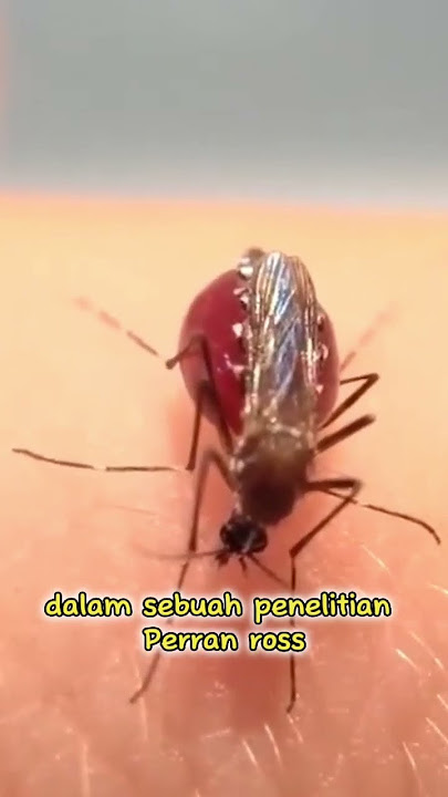 Nyamuk Kekenyangan Sampai Perut Meledak #faktaunik