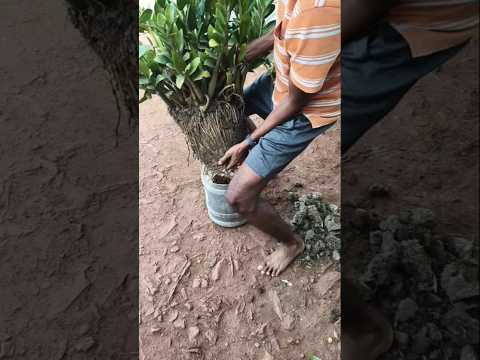 చెట్టు ఇంతగా పెరుగుతుంది అనుకోలే|| j j indoor plant 🌵|| reepot