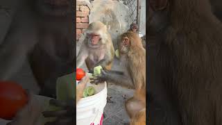 Feeding cucumber and tomatoes combo to hungry monkey families #feedinganimal