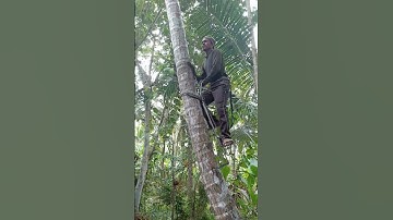 Coconut tree climbing #youtube #shorts #short #yt # #trending #shortsvideo #nature #kerala