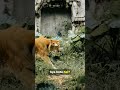 Bengol tiger