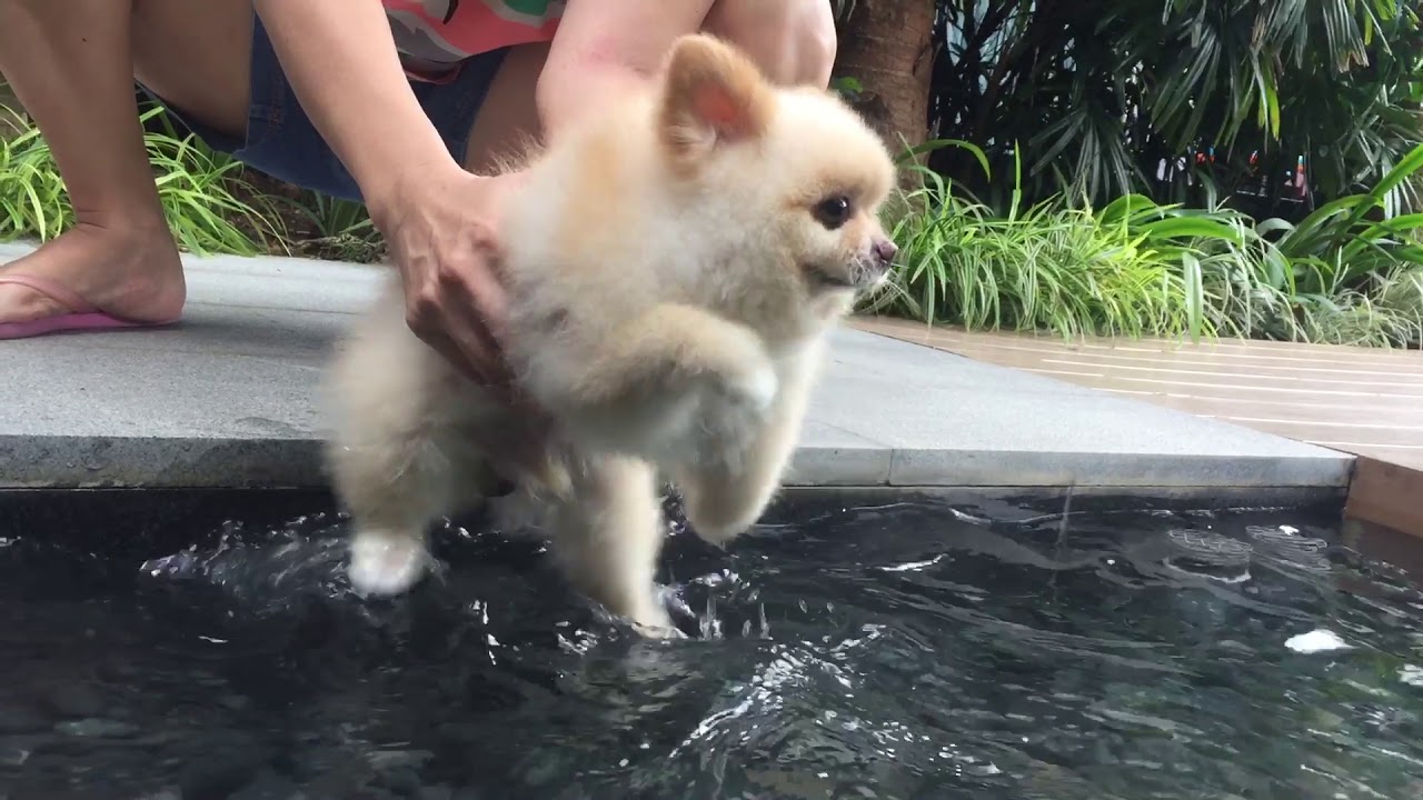 Pomeranian Swimming in the air mimi the mini Pomeranian YouTube