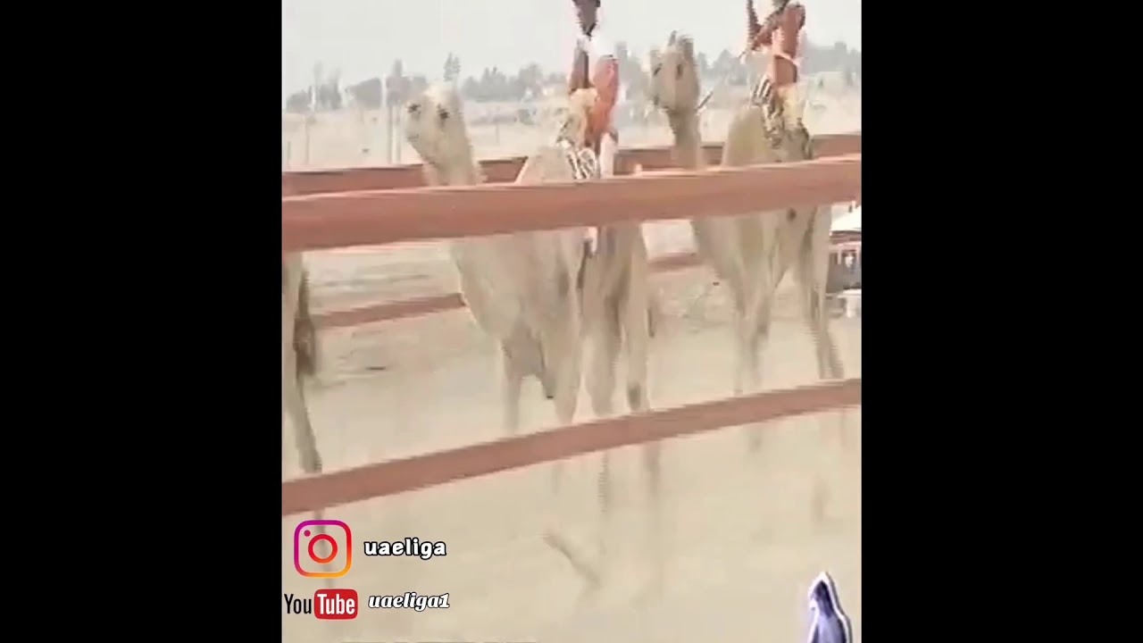 ختامي الوثبه 1994 ( الطيره) للشيخ زايد بن سلطان ومضمرها عبدالله بن مصبح