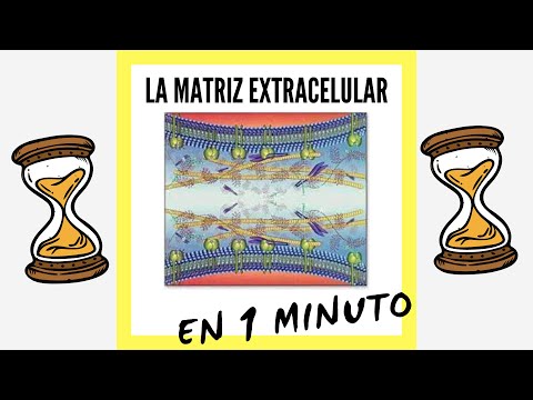 Vídeo: En una matriu escassa?