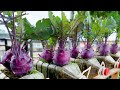 Cultiver du chourave violet sur la terrasse est grand et beau trs facile pour les dbutants