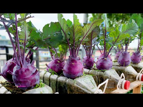 Growing Purple Kohlrabi on the Terrace is big and beautiful, very easy for beginners