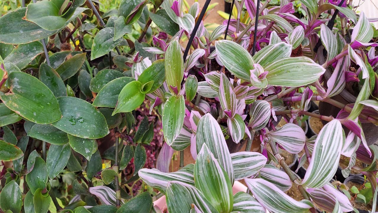 طريقة اكثار نبات المكحلة بلعقل والعنايه بها , Tradescantia pallida