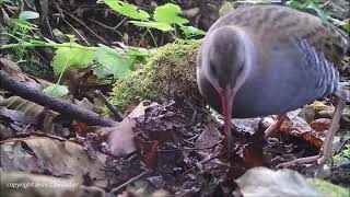 bird streaming Jean Chevallier