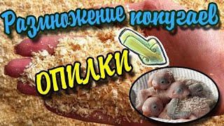 ОПИЛКИ ДЛЯ ГНЕЗДА ВОЛНИСТЫХ ПОПУГАЕВ! ДУПЛЯНКА! РАЗМНОЖЕНИЕ ВОЛНИСТЫХ ПОПУГАЕВ И ПТЕНЦЫ ВОЛНУШЕК ОПИЛКИ ДЛЯ ГНЕЗДА ВОЛНИСТЫХ ПОПУГАЕВ! ДУПЛЯНКА! РАЗМНОЖЕНИЕ ВОЛНИСТЫХ ПОПУГАЕВ И ПТЕНЦЫ ВОЛНУШЕК