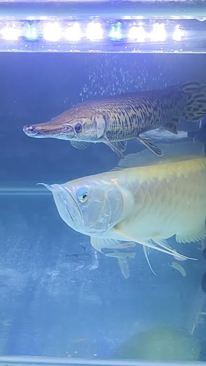 Arowana and alligator gar