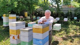 видео: Пчеловодство. Для чего нужны матки ИО. картинка: Пчеловодство. Для чего нужны матки ИО.