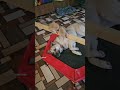 Бакс поблагодарил Друзей за подарки 💝🙏🐶 и угостил малышей вкусненьким 🍖🐕🥓🐈🐈 #dog #kittens