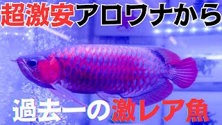 エスパーダ Espada アロワナ AROWANA Shop Visit] From super cheap arowanas that are sure to sell out