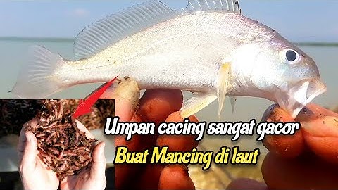 Wajib coba !! UMPAN CACING MERAH SANGAT GACOR BUAT MANCING DI LAUT || baro gebang