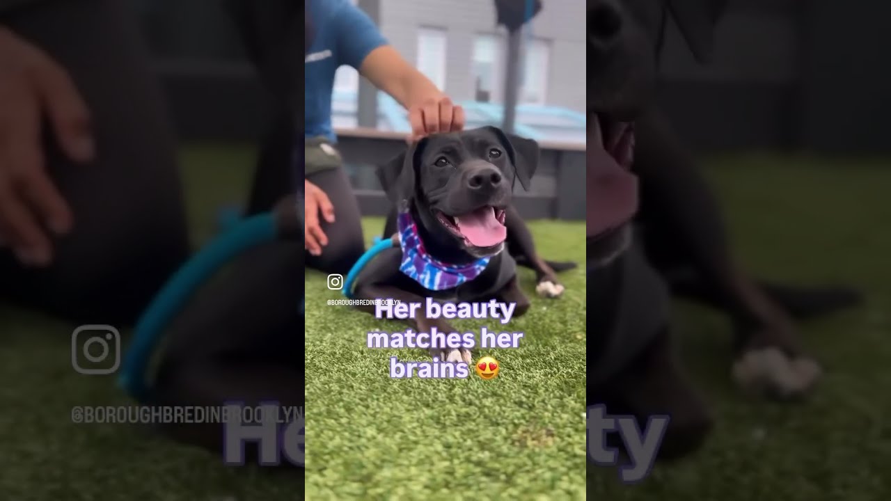 Genesis 229262 Head Tilting Beauty