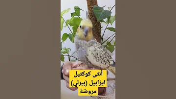 أنثى كوكتيل ايزابيل بيرلي مروضة كوكتيل كالوبسيت ببغاء 