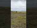 On location in Alaska, Caribou time🙌🏼