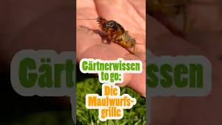 Maulwurfsgrille entdeckt! 🦗🚜 Nützling oder Plagegeist?