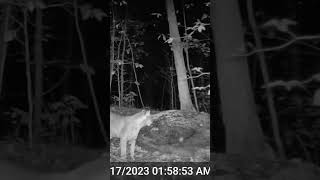 Night time Bobcat! #shorts #wildlife #nature #bobcats #wildlifefootage