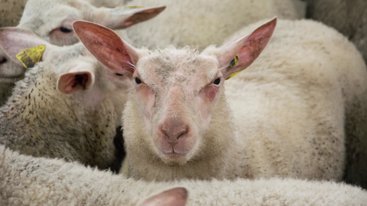 La foire aux bestiaux de Parthenay