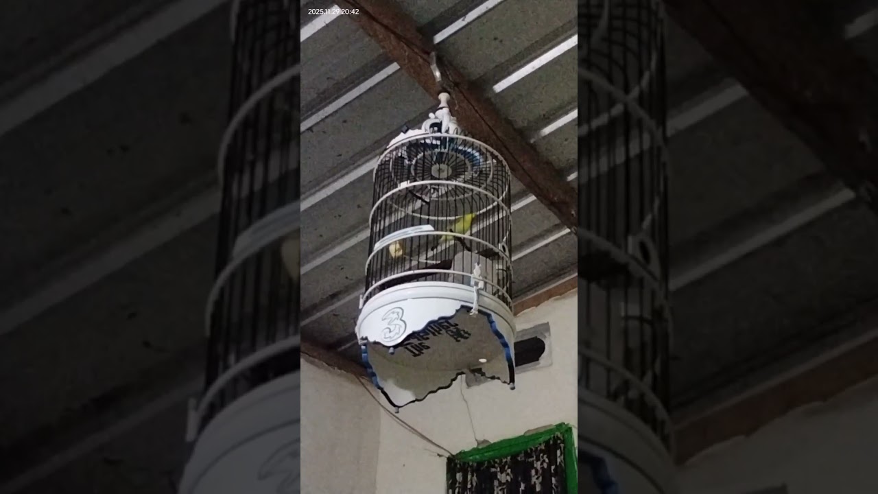 Kicauan malam hari burung kecial lombok cocok untuk masterang 