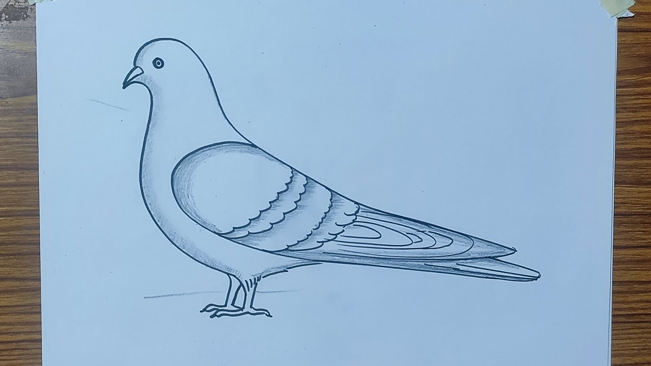 Homing pigeon Columbidae Bird English Carrier pigeon Drawing, Bird,  animals, galliformes png | PNGEgg