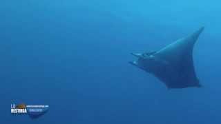 MANTA MOBULA TARAPACANA EN LA ISLA DE EL HIERRO