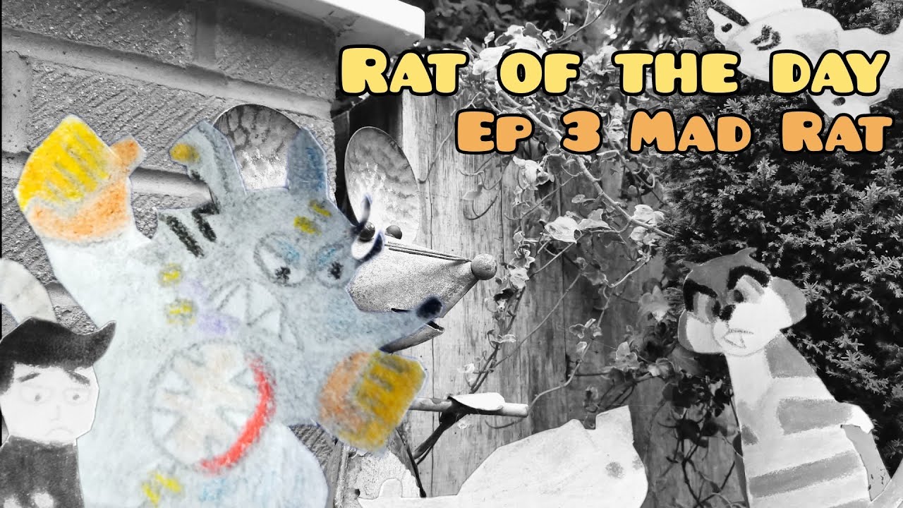 Rat Of The Day Mad Rat YouTube Rat Of The Day Mad Rat YouTube