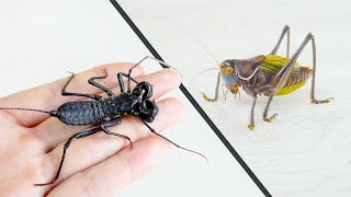 當兇猛蟈蟈遇到鞭蠍！Katydid VS Whip Scorpion