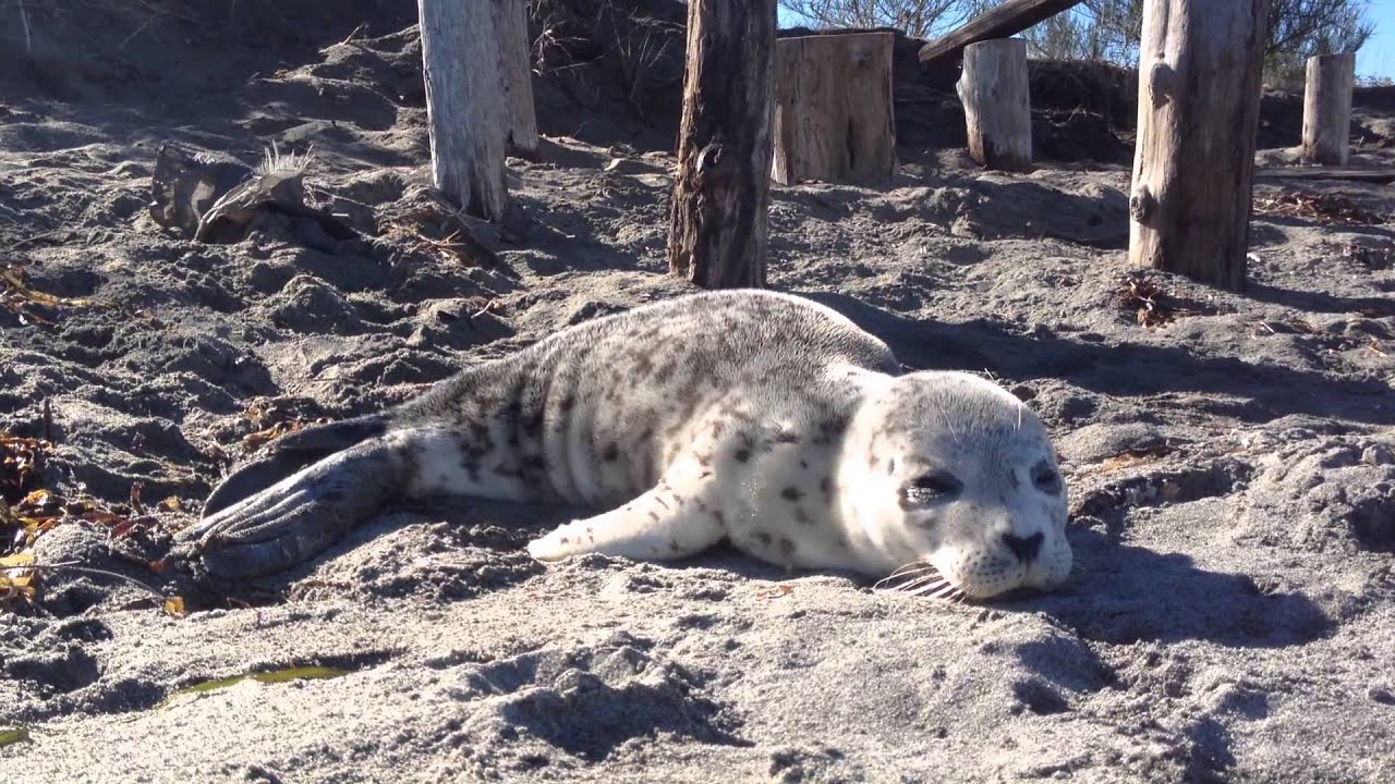 Cute Baby Seal Rescued YouTube