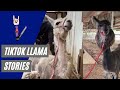 Llama Shearing TikTok Stories