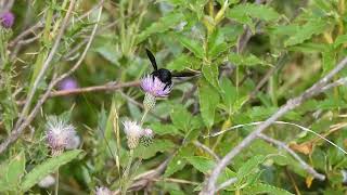 Violet Carpenter Bee - Montes Universales - Spain - 10/08/26