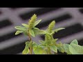 Illinois lawmakers consider ban on paraquat due to Parkinson's risk