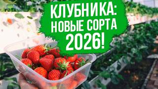 Земляника садовая (клубника): ВСЁ от выбора сорта до подготовки к зиме!