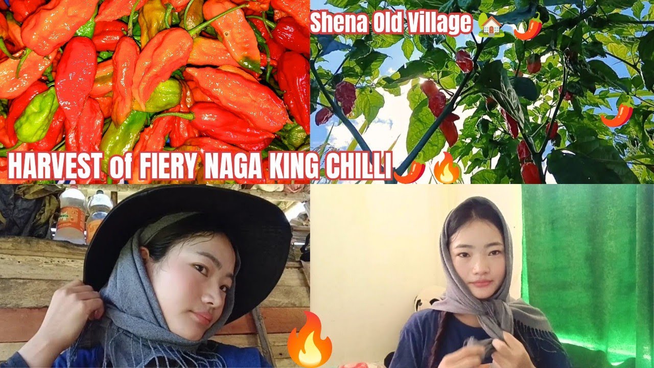 Spicy Treasures of Nagaland🔥 | Naga King chilli Harvest🌶️🔥|| 