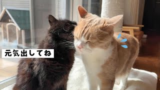 ワクチン接種後しんどそうな兄猫にそっと寄り添う妹猫　856話